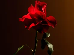 Imperial Rose Refill Fragrance Sticks><noscript><img width=