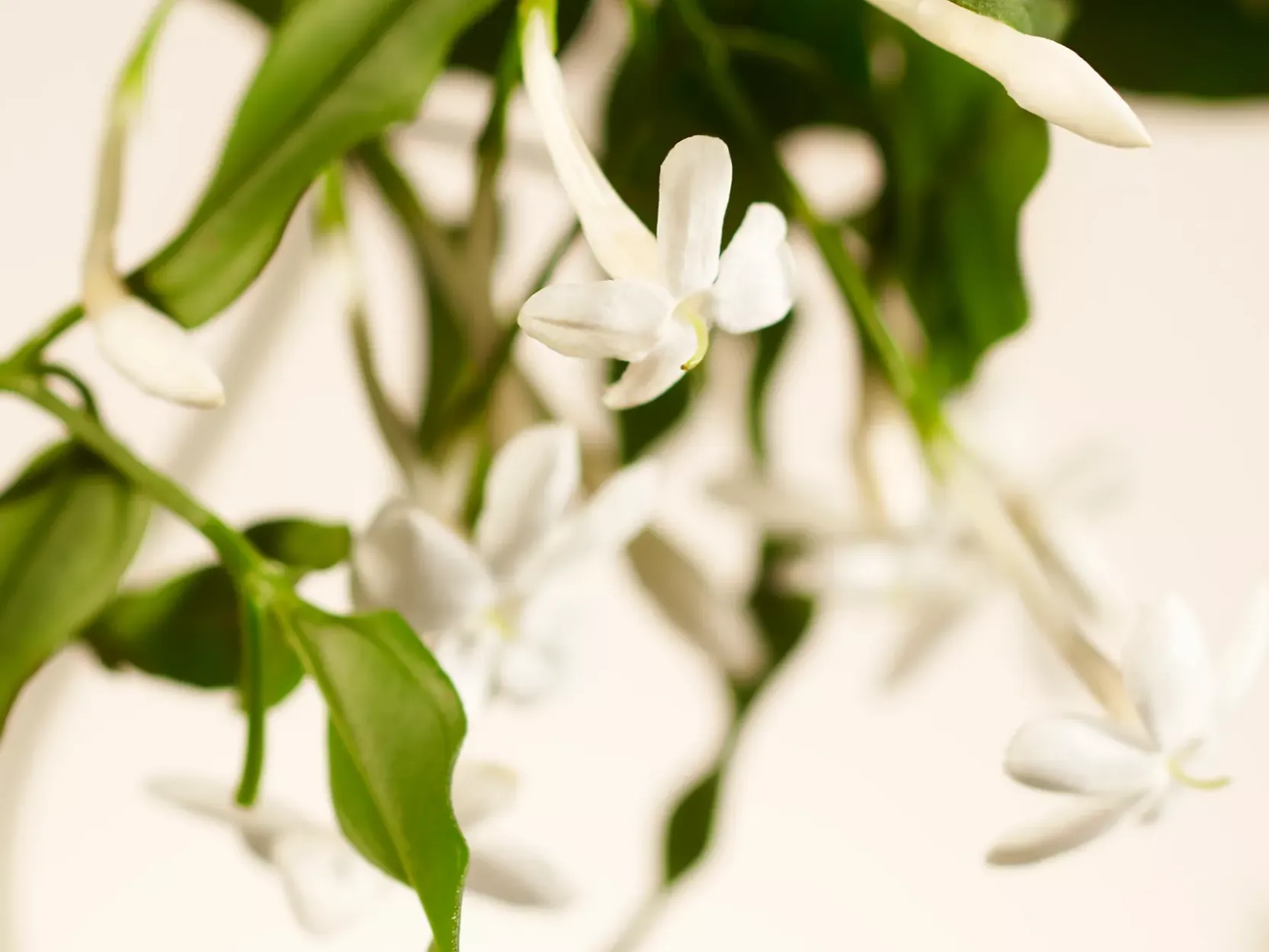 Large Sweet Jasmine Scented Candle>Rituals Clearance