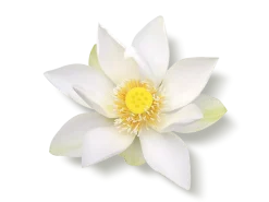 Luxurious Scent Booster & Softener in 2><noscript><img width=