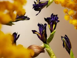Orris Mimosa Mini Fragrance Sticks><noscript><img width=