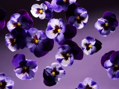 Smooth Violet Kitchen Hand Balm><noscript><img width=