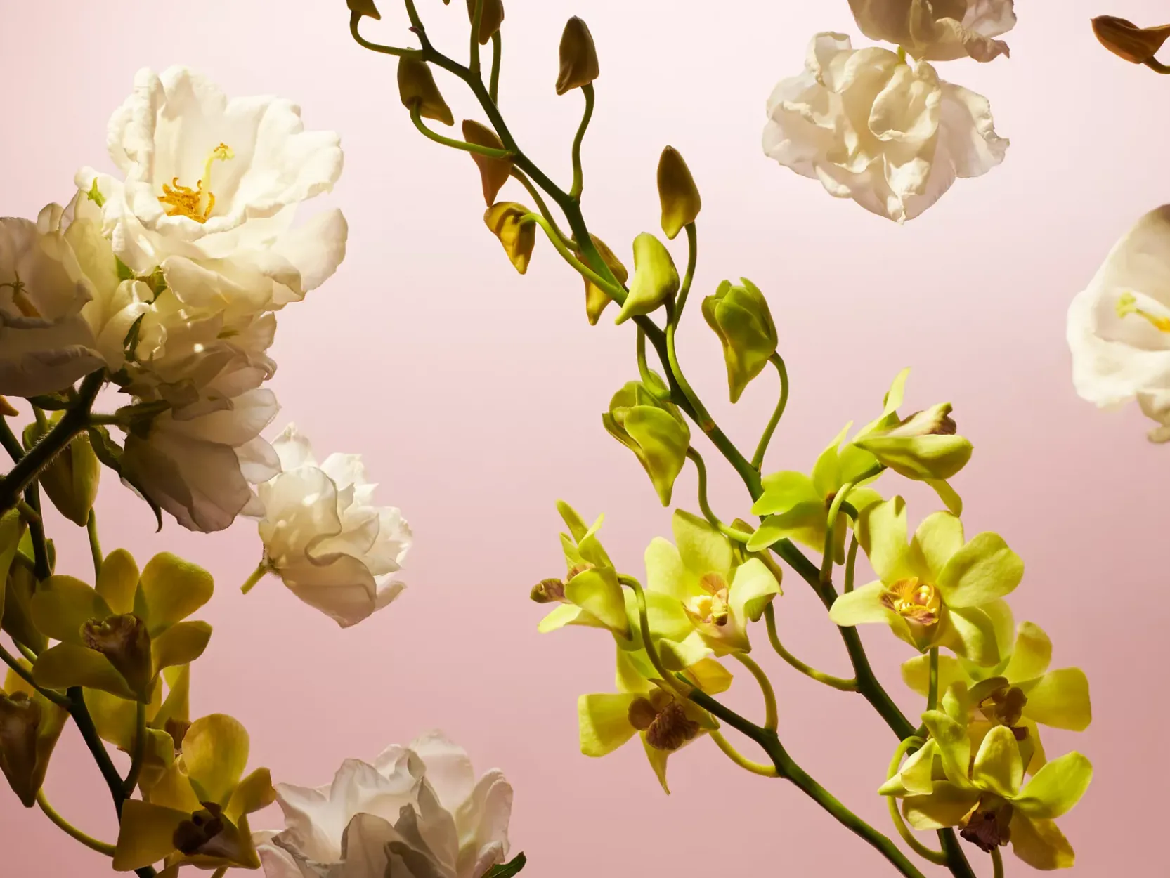 Travel - Fleurs de l’Himalaya>Rituals Cheap