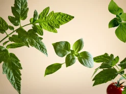 White Basil Car Perfume><noscript><img width=